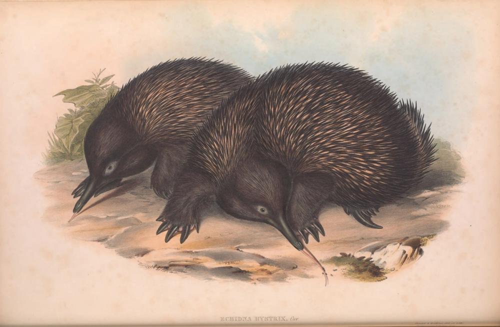 Short-beaked Echidna, 1863 - John Gould 