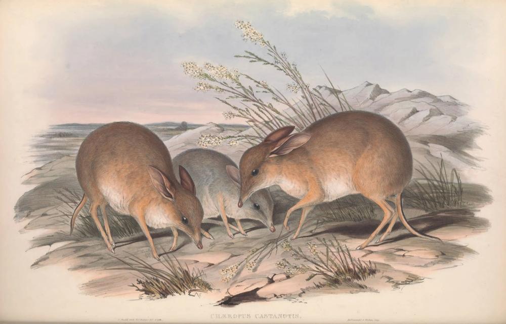 Pigfooted Bandicoot, 1863 - John Gould 