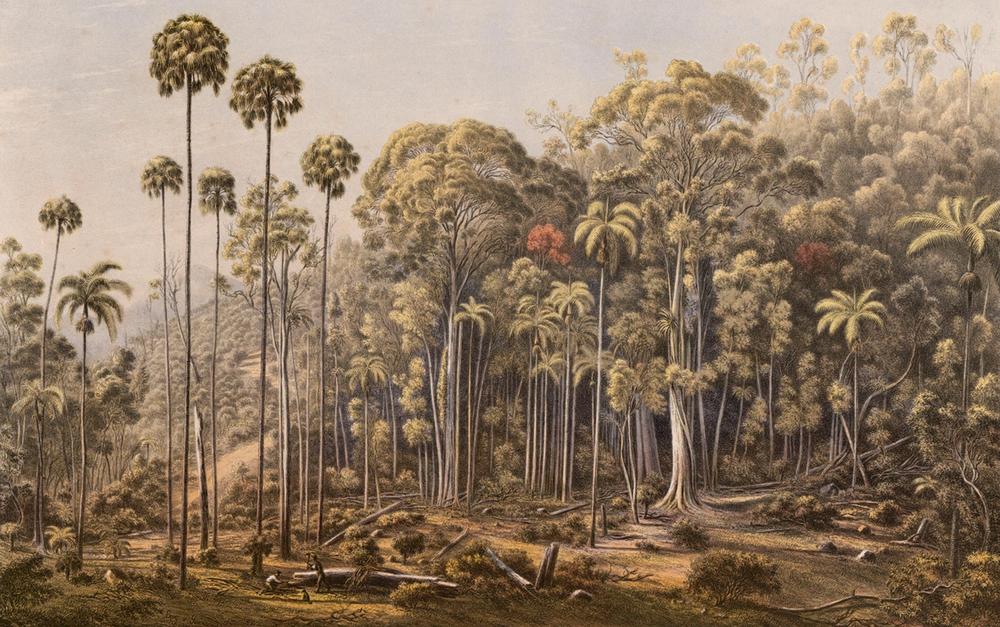 Cabbage trees, American Creek, New South Wales, 1866 - Eugene von Guerard 