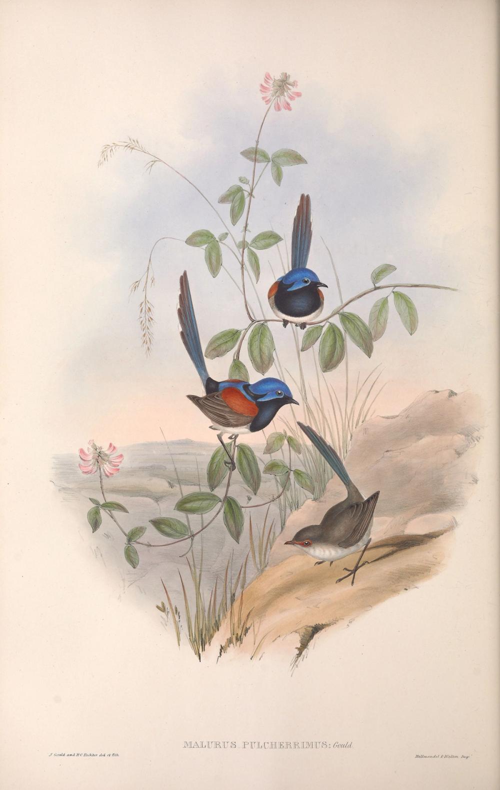 Blue-breasted Fairywren, 1853 - Elizabeth Gould 