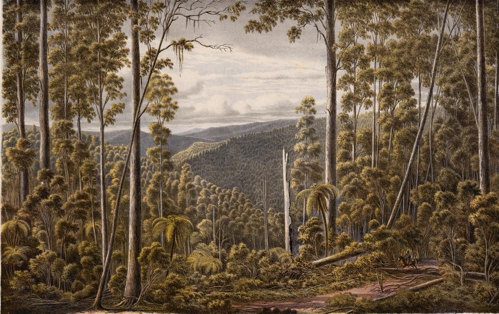 Forest Scene, Cape Otway Ranges, 1866 - Eugene von Guerard 