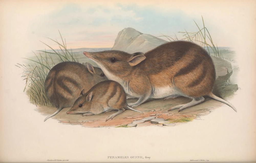 Eastern Barred Bandicoot, 1863 - John Gould 