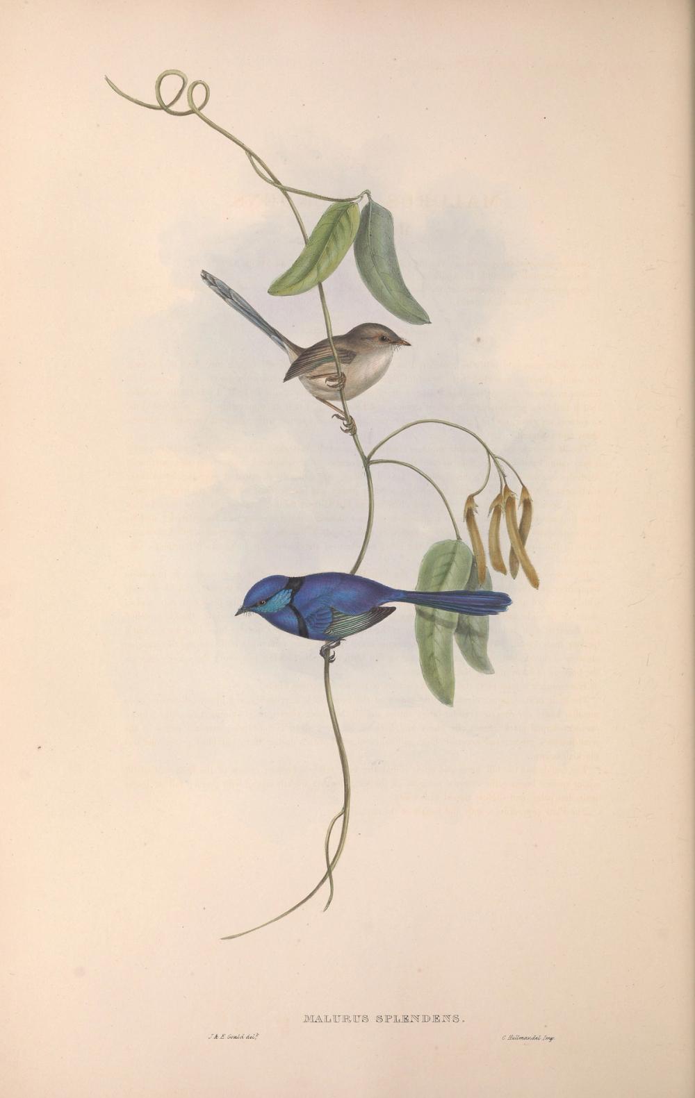 Splendid Fairywren, 1854 - Elizabeth Gould 