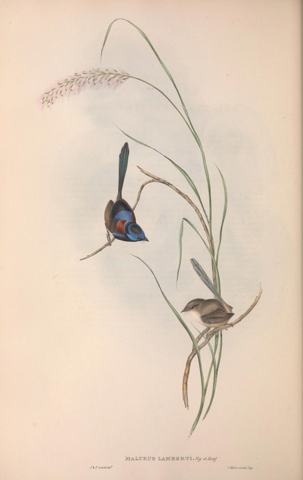 Variegated Fairywren, 1854 - Elizabeth Gould 