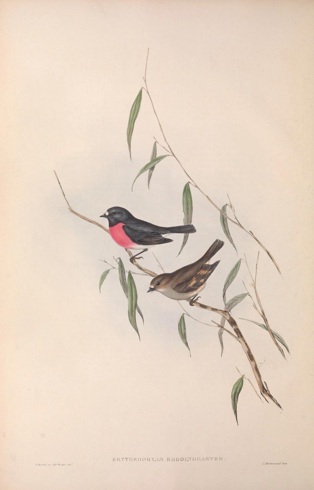 Pink robin, 1848 - Elizabeth Gould 
