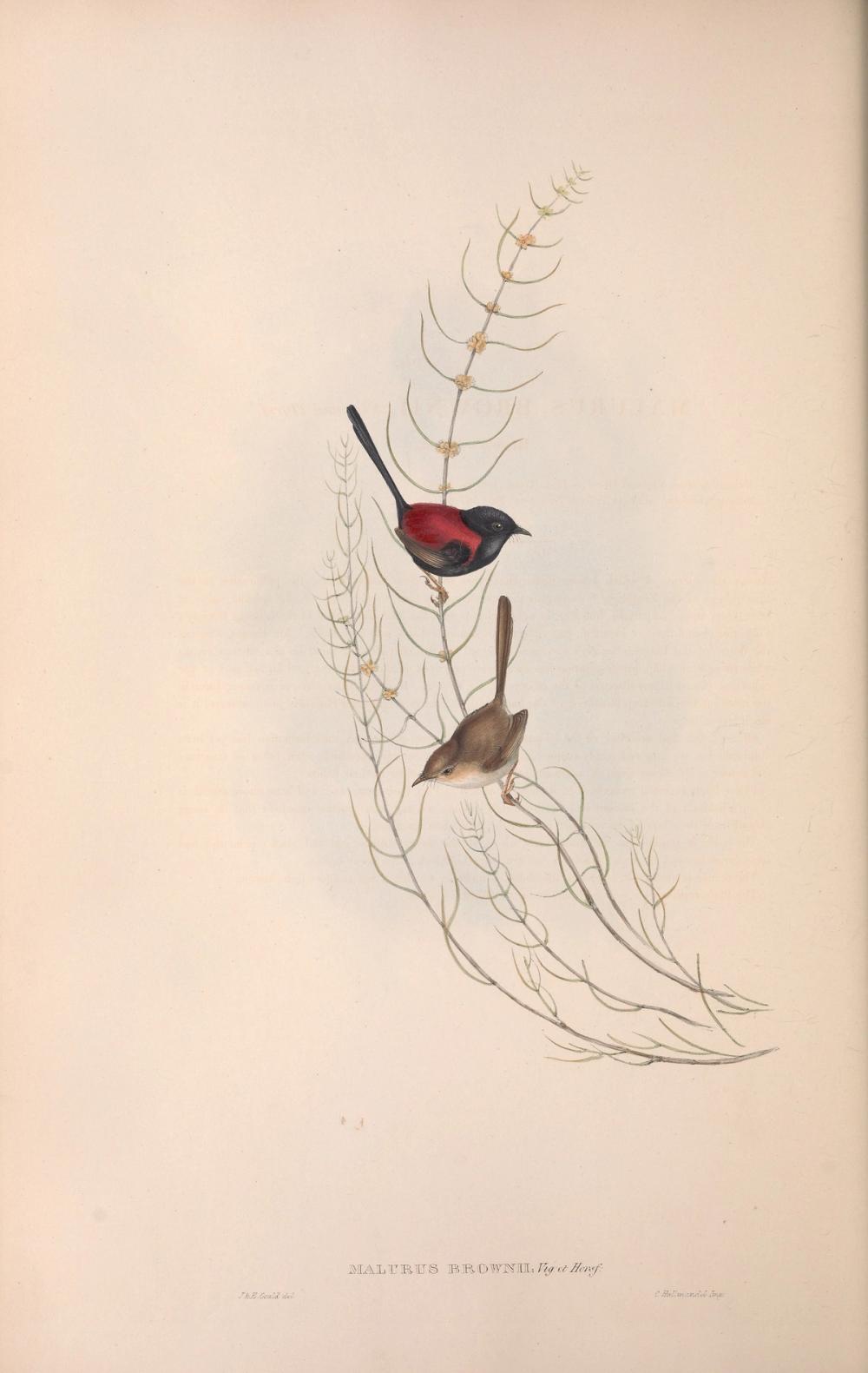 Red-backed Fairywren, 1853 - Elizabeth Gould