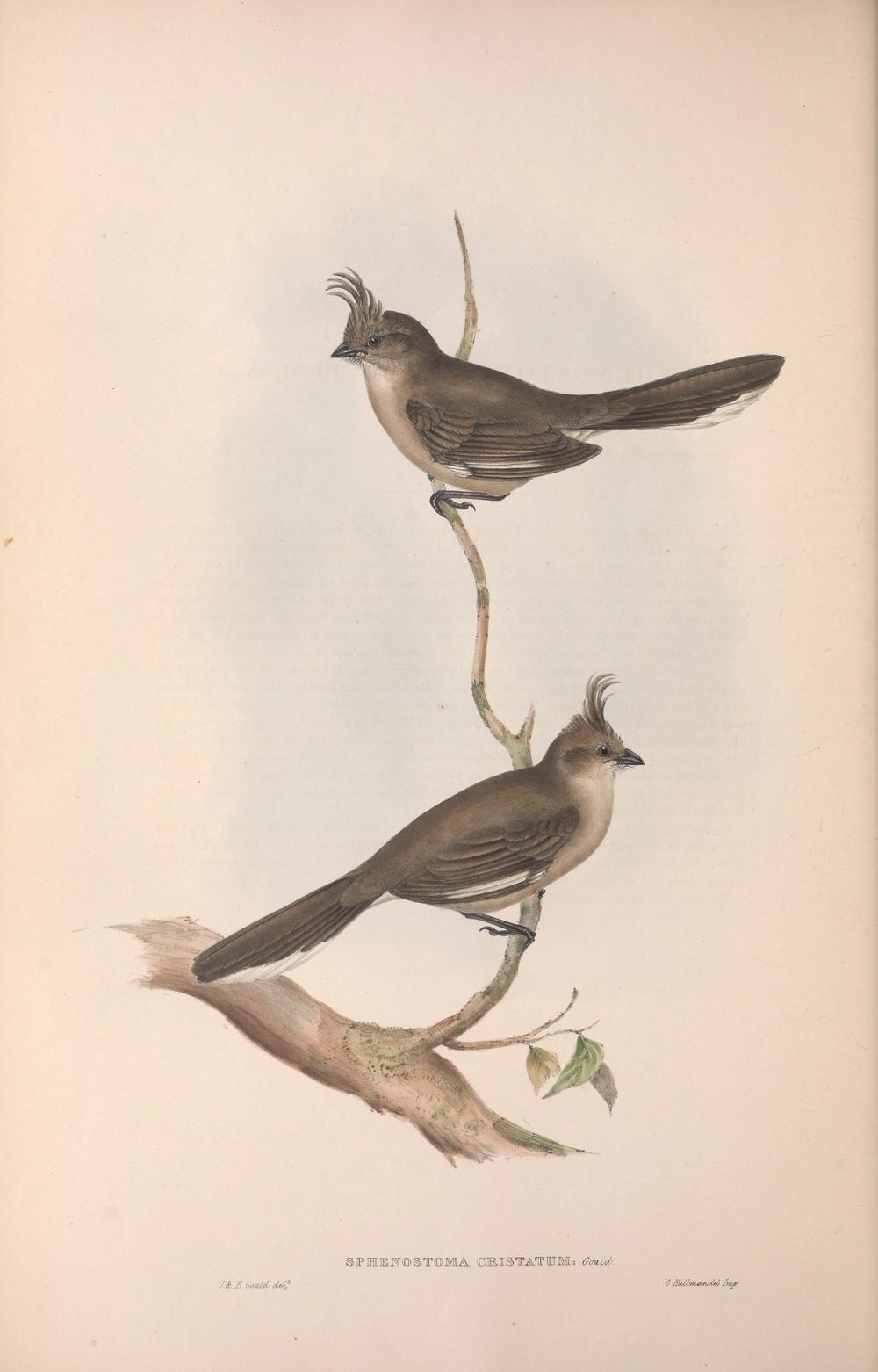 Chiming Wedgebill, 1854 - Elizabeth Gould 