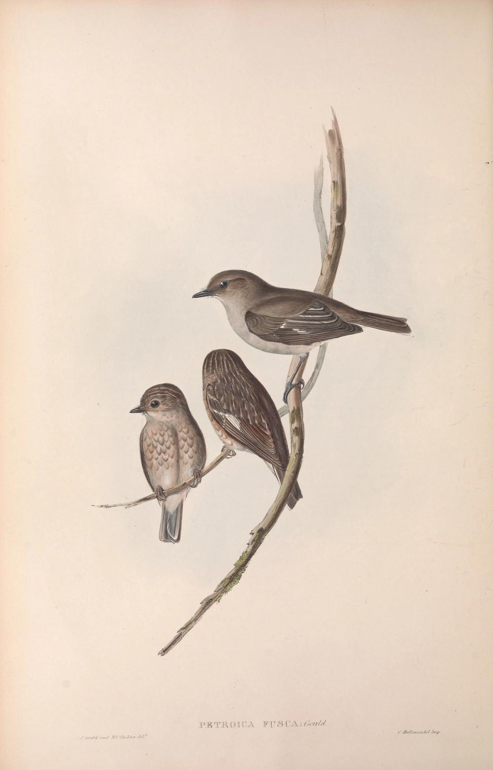 Dusky Robin, 1852 - Elizabeth Gould 