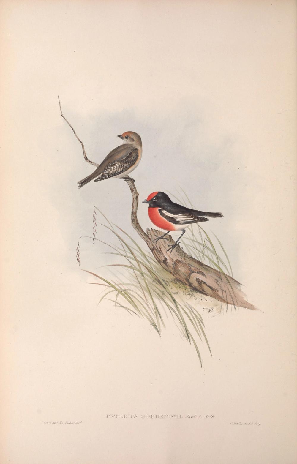 Red-capped robin, 1854 - Elizabeth Gould 