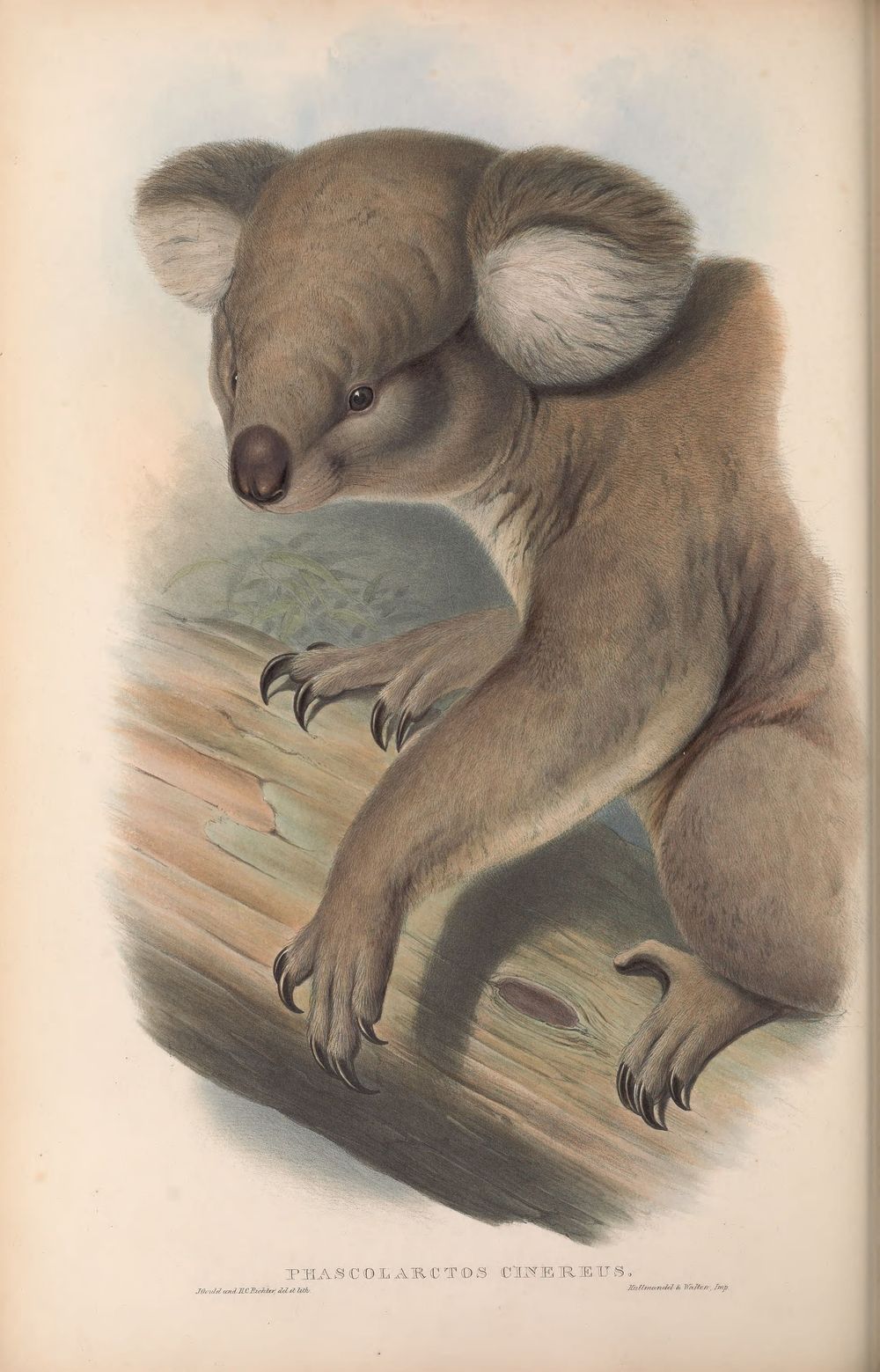 Koala, 1863 - John Gould 