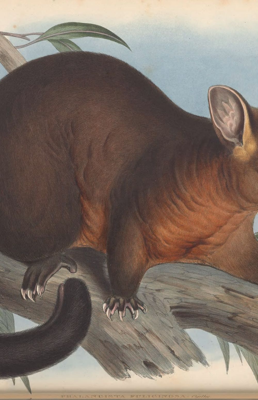 Brushtail Possum, 1863 - John Gould 