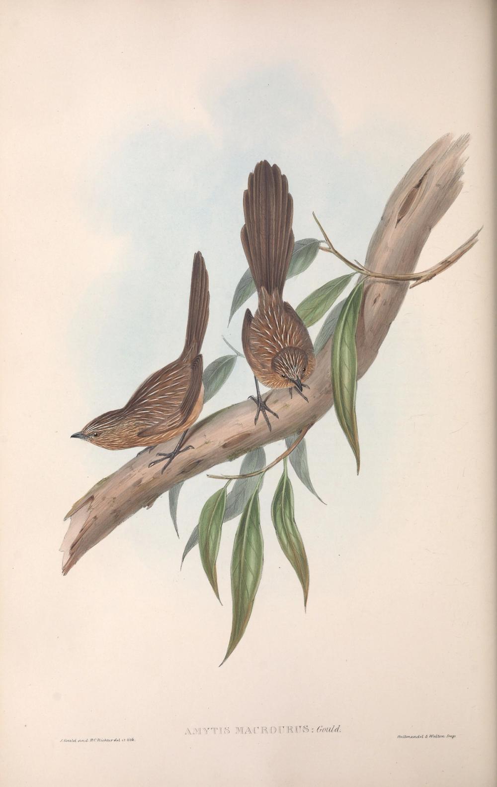 Western Grasswren, 1854 - Elizabeth Gould 