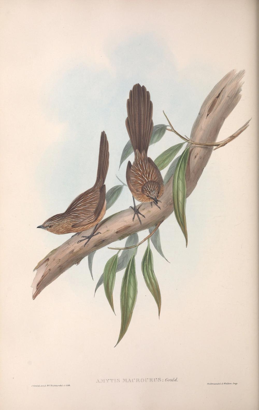 Western Grasswren, 1854 - Elizabeth Gould