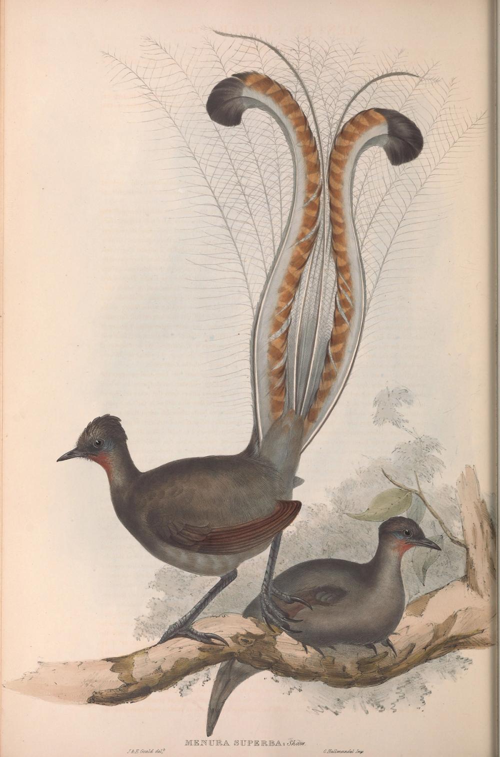 Superb Lyrebird, 1851 - Elizabeth Gould 