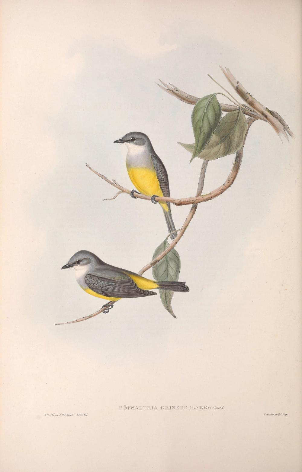 Western Yellow Robin, 1854 - Elizabeth Gould 