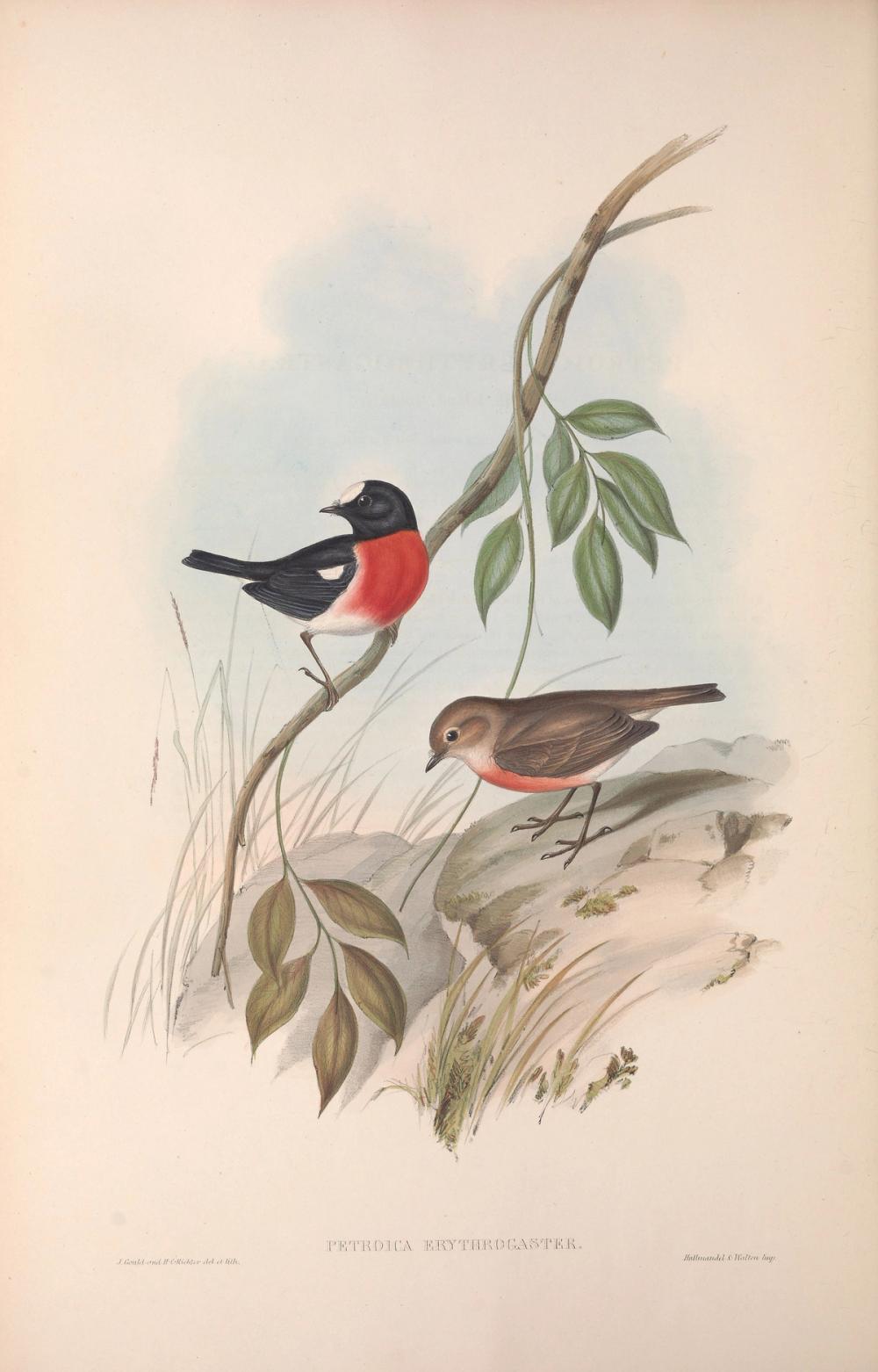 Norfolk robin, 1854 - Elizabeth Gould 