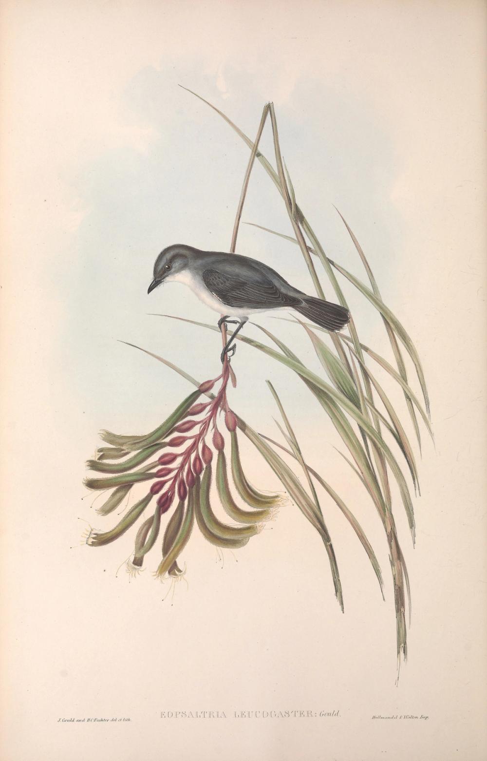 White-breasted Robin, 1854 - Elizabeth Gould 