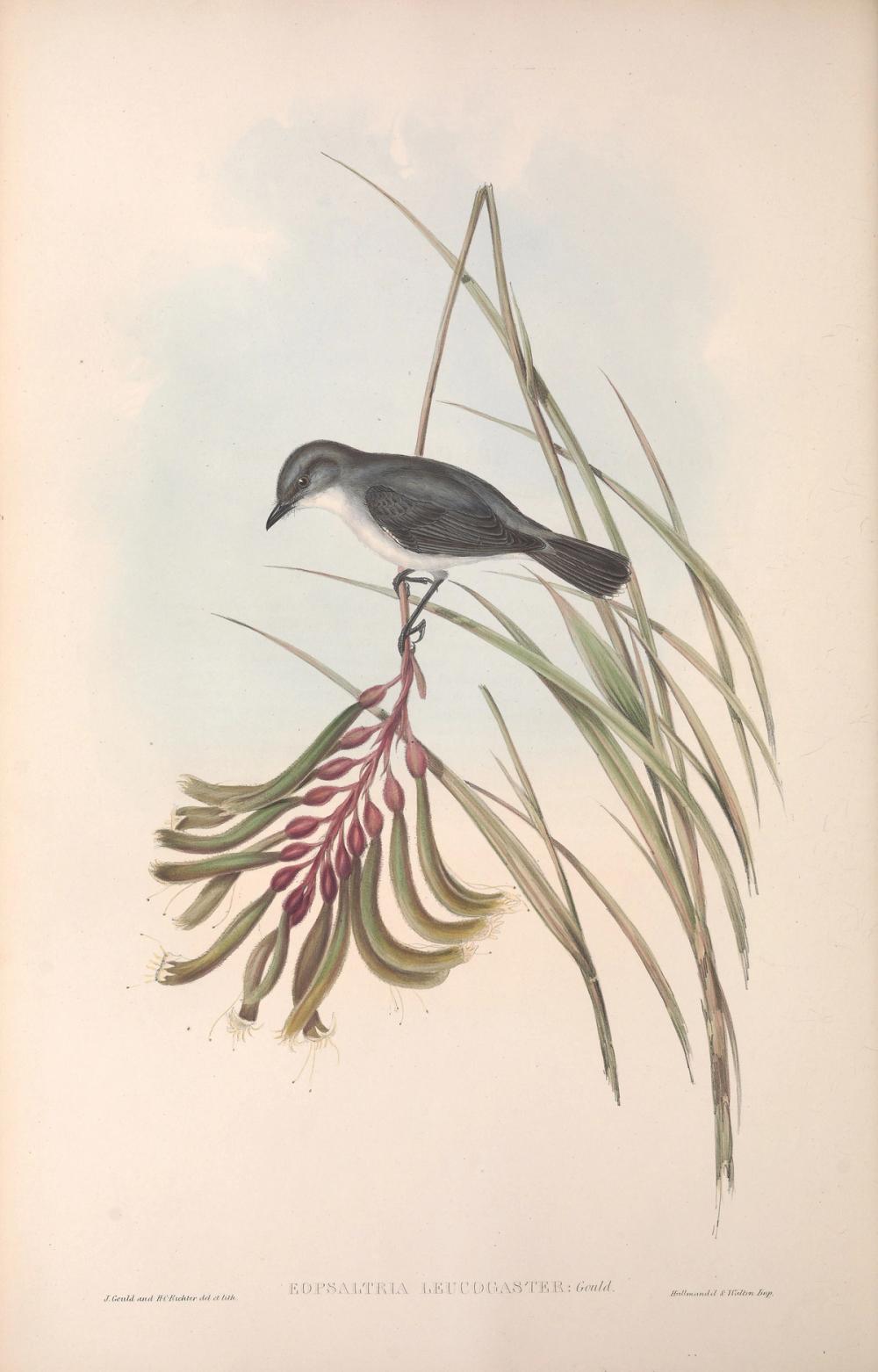 White-breasted Robin, 1854 - Elizabeth Gould