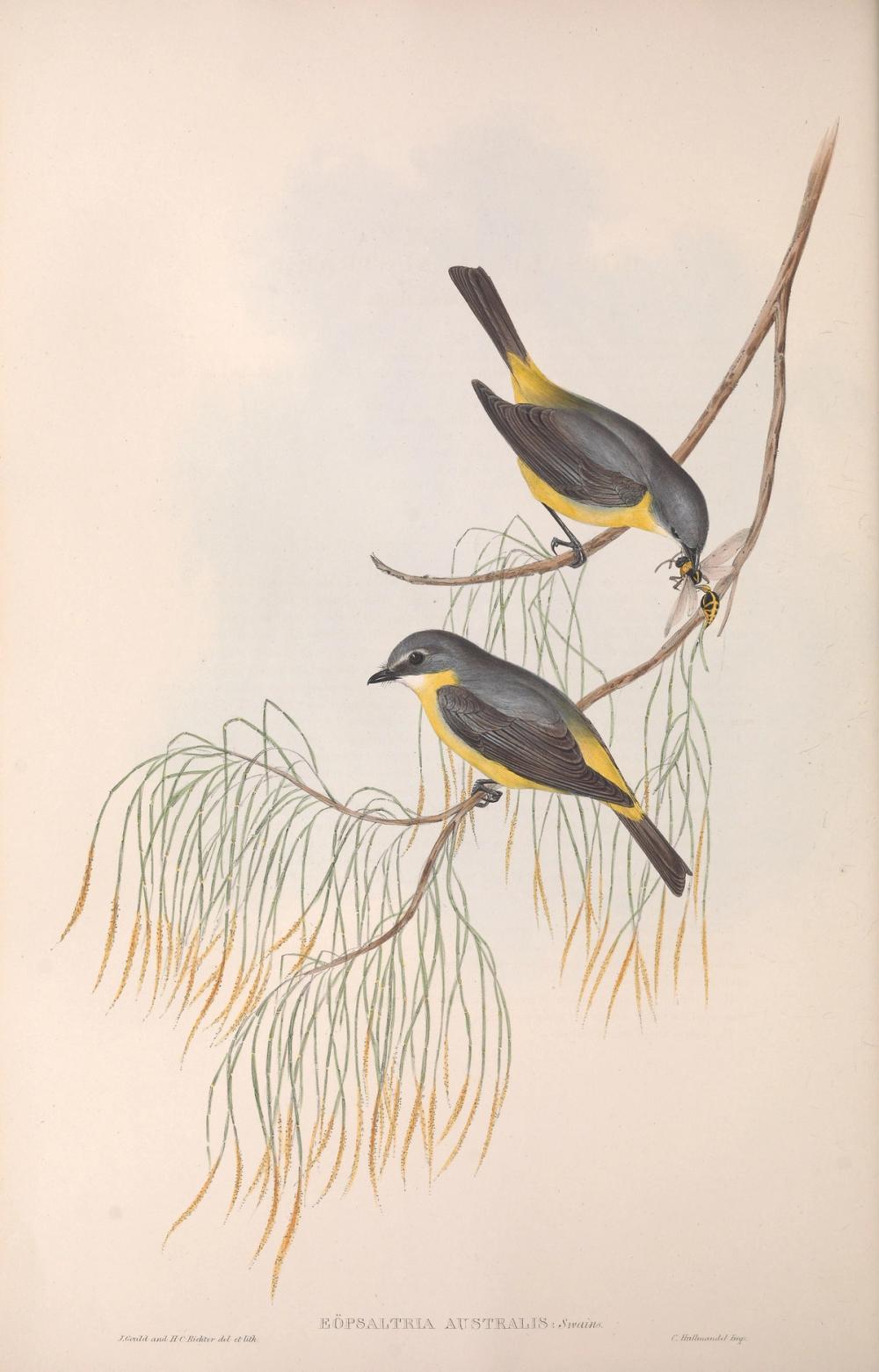 Eastern Yellow Robin, 1854 - Elizabeth Gould 