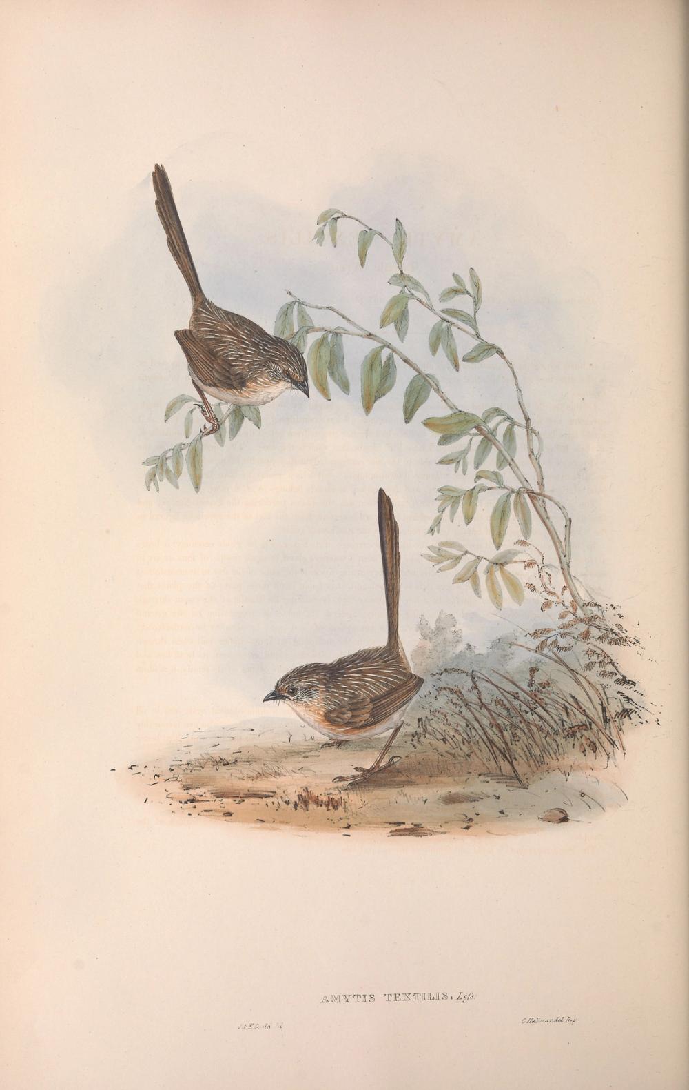 Western Grasswren, 1850 - Elizabeth Gould 