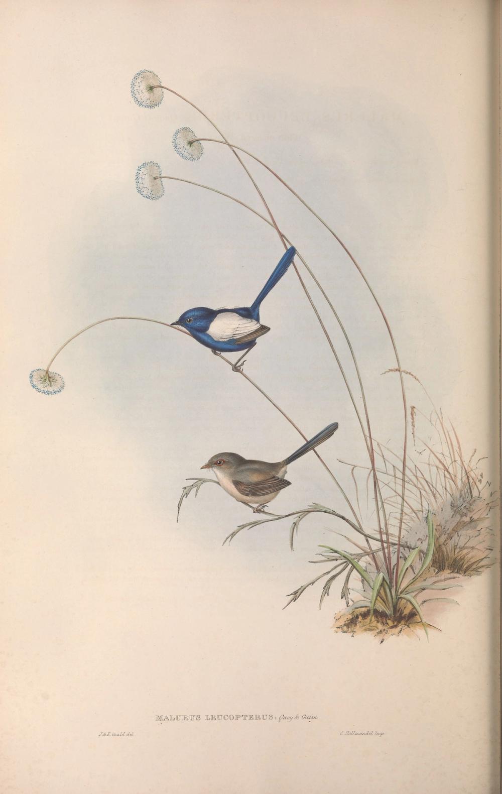 White-winged Fairywren, 1854 - Elizabeth Gould 