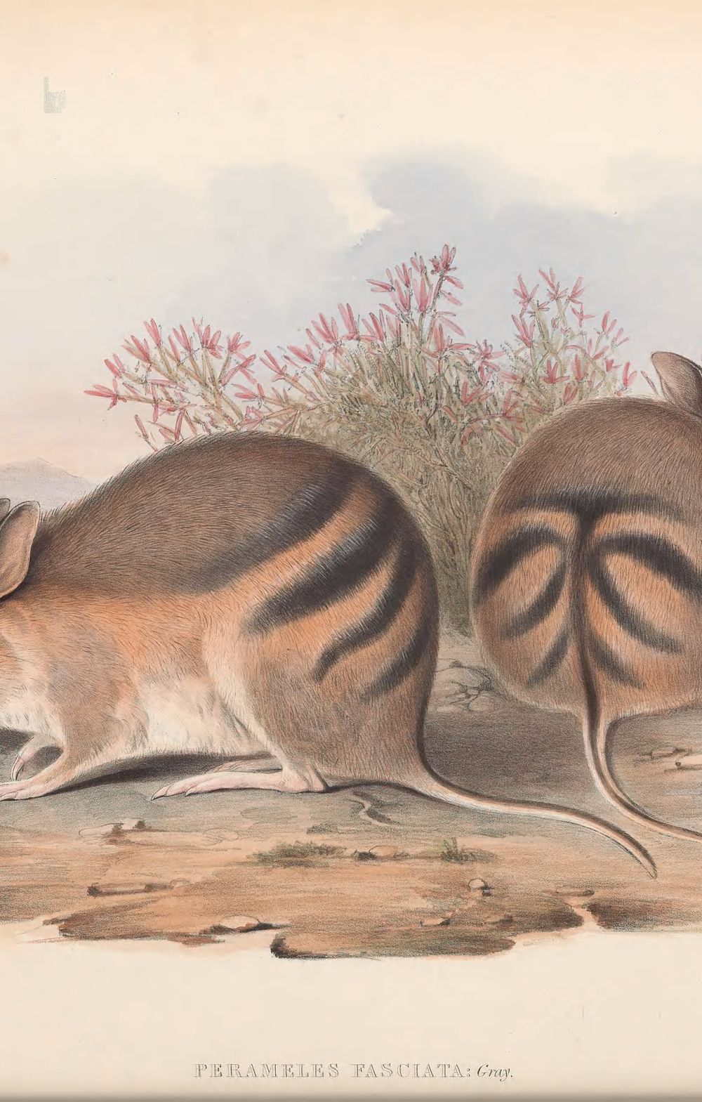 Western Barred Bandicoot, 1863 - John Gould 