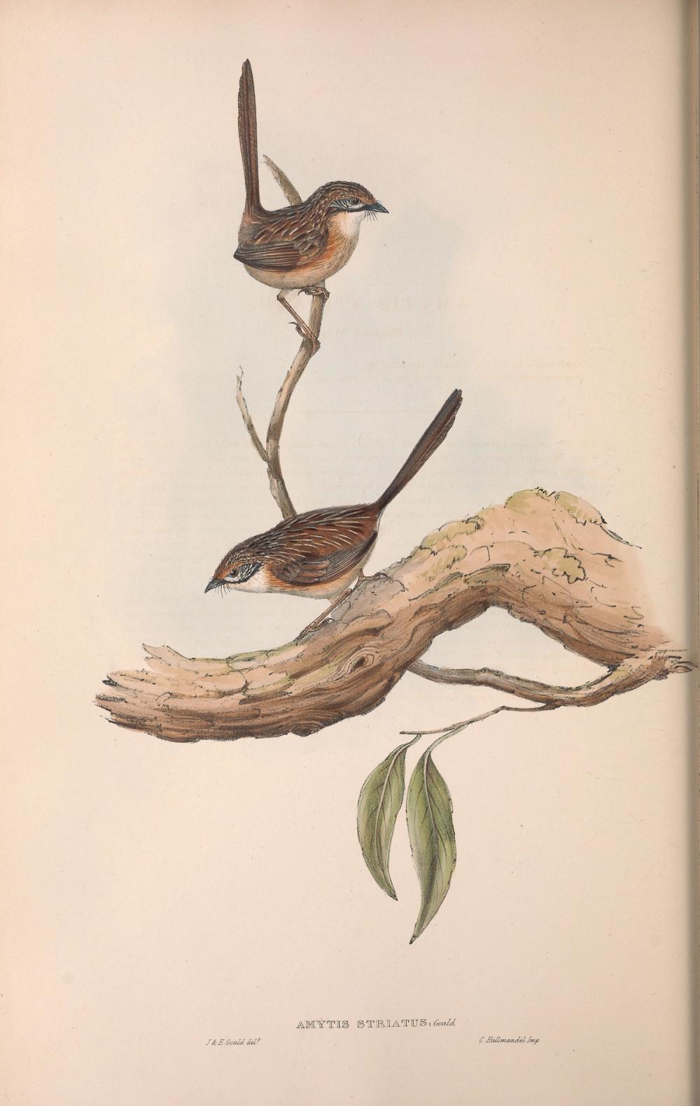 Striated Grasswren, 1854 - Elizabeth Gould 