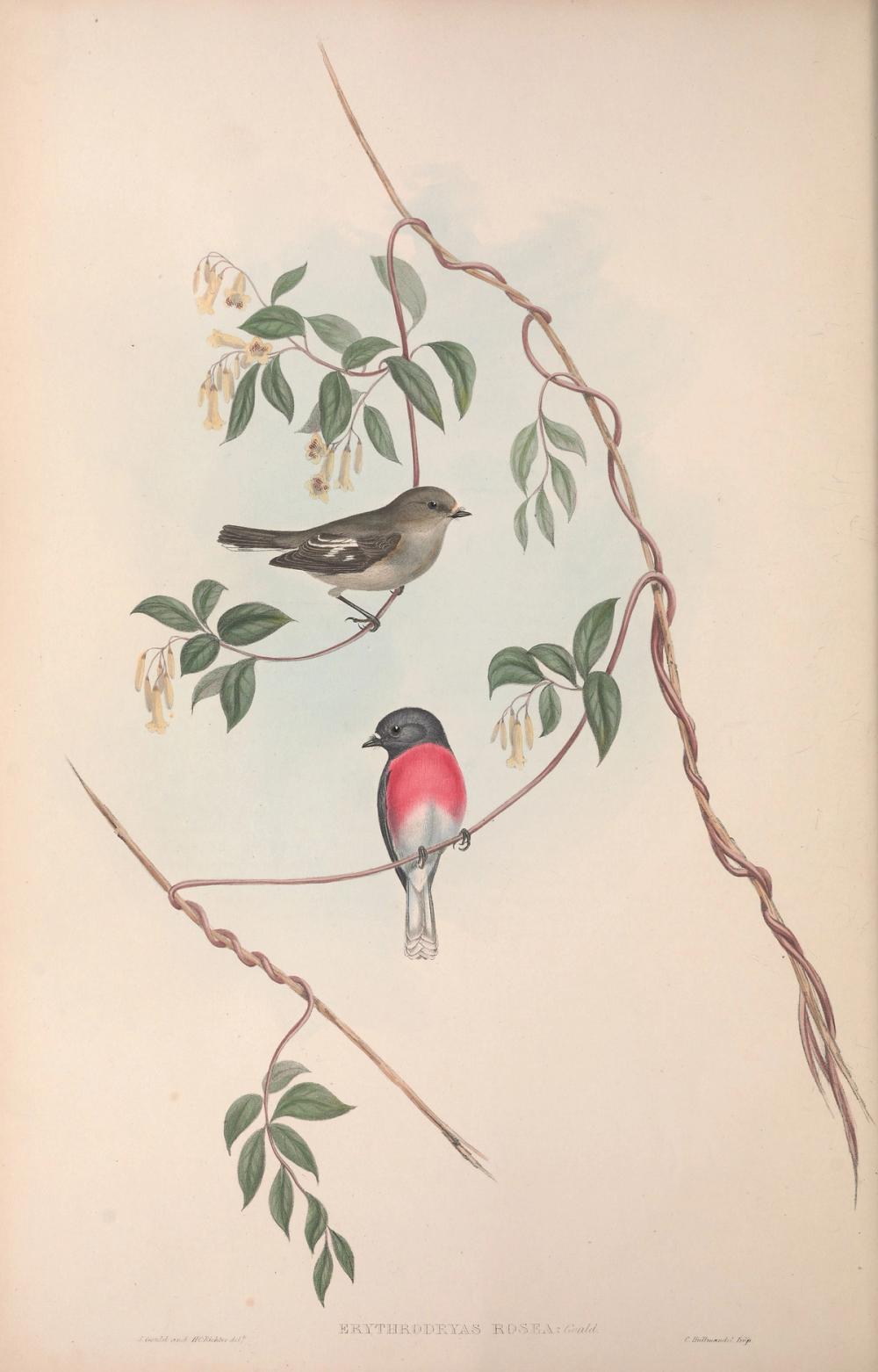 Rose robin, 1854 - Elizabeth Gould 