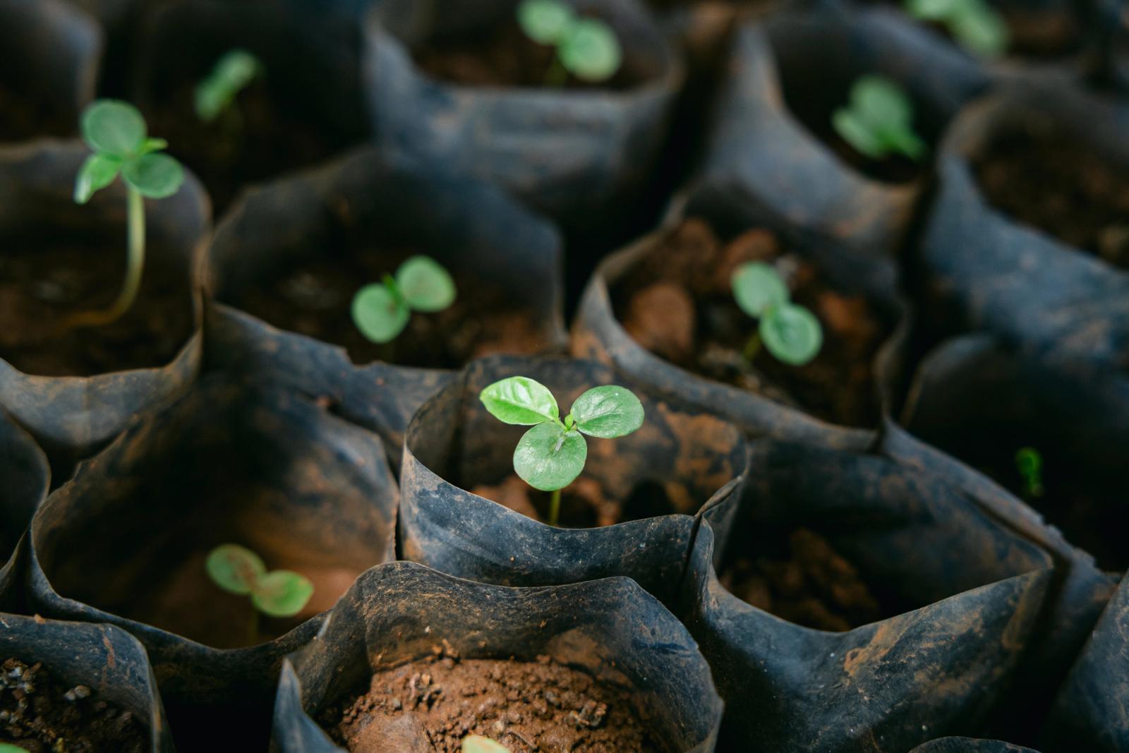 Rows of seedlings sprouting in biodegradable pots
