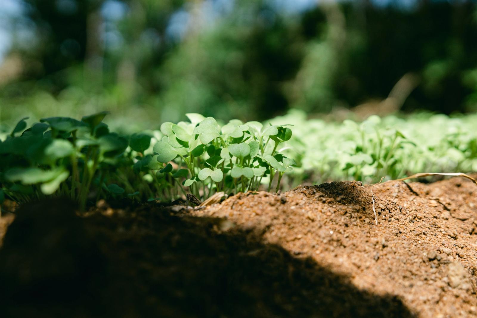 Young green seedlings emerging from healthy soil