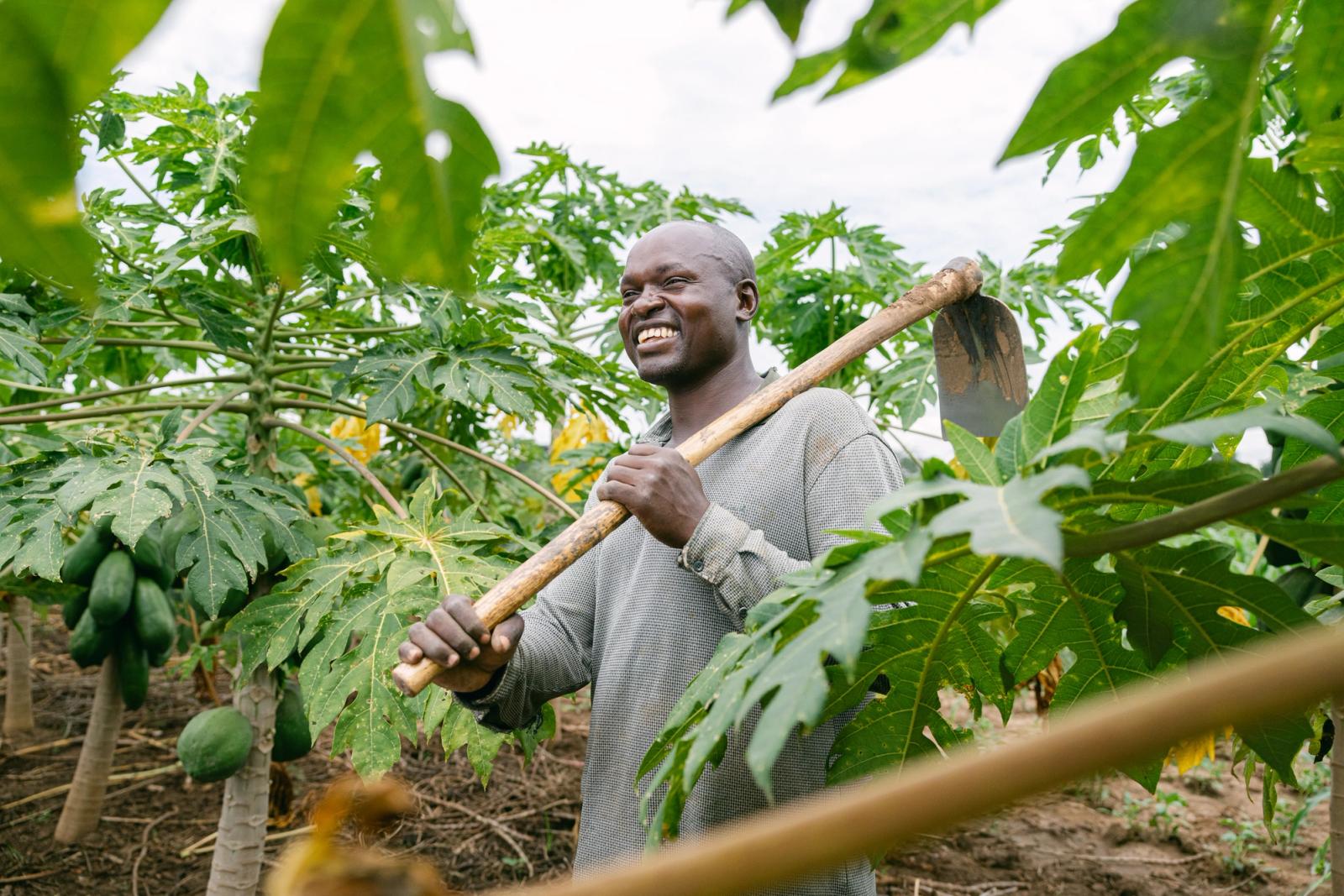 A farmer carrying a shovel through his papaya trees