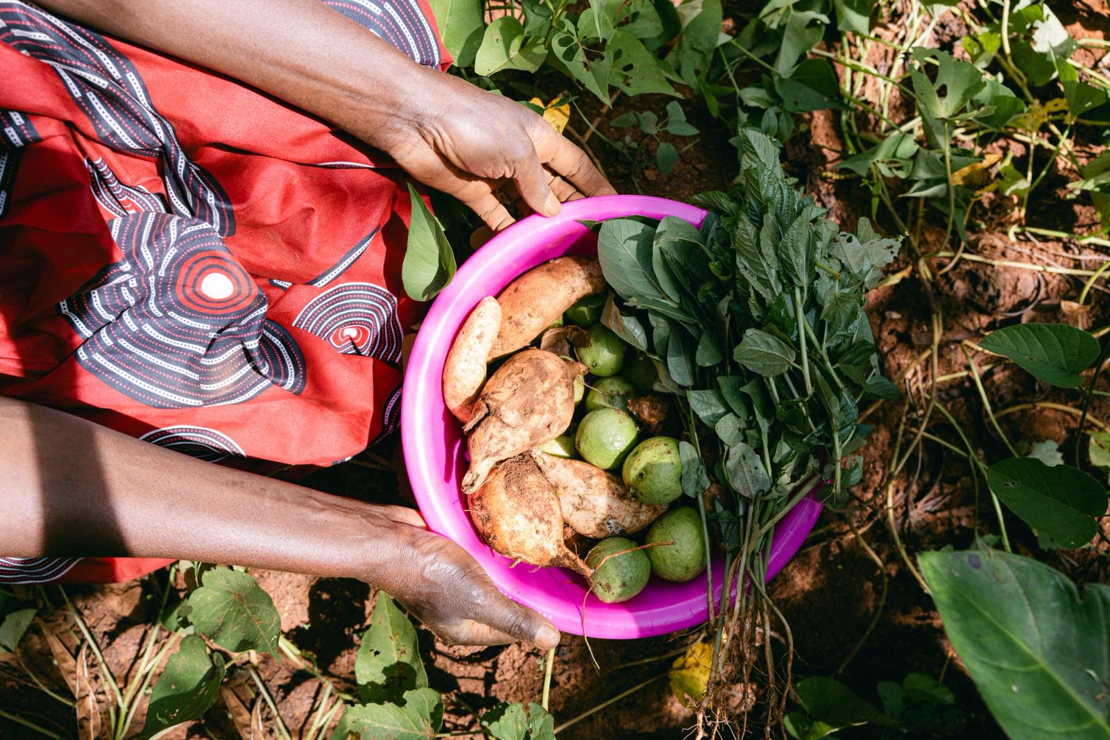 Hands holding a bowl of freshly harvested vegetables