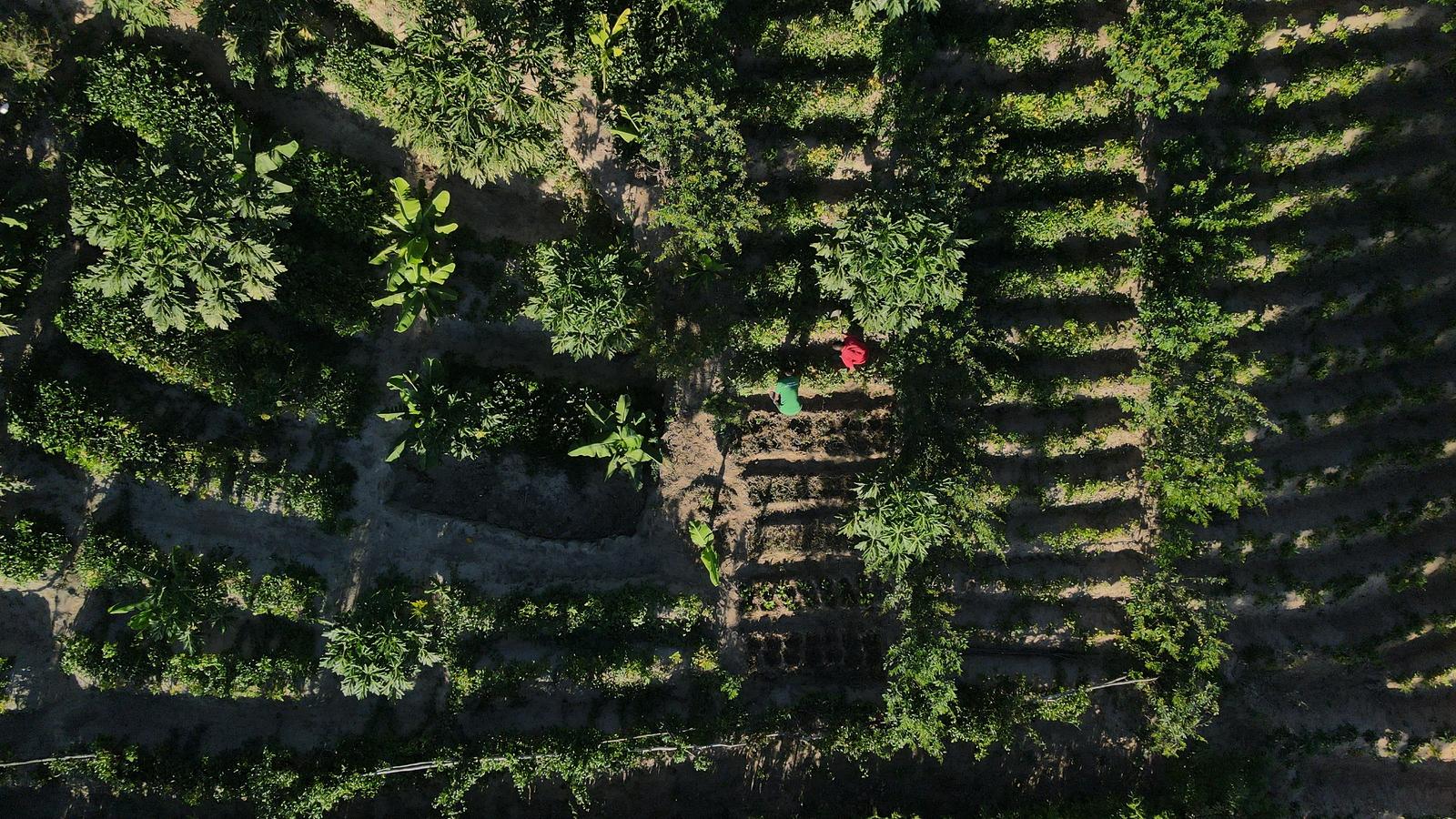 Aerial view of a diverse regenerative farm