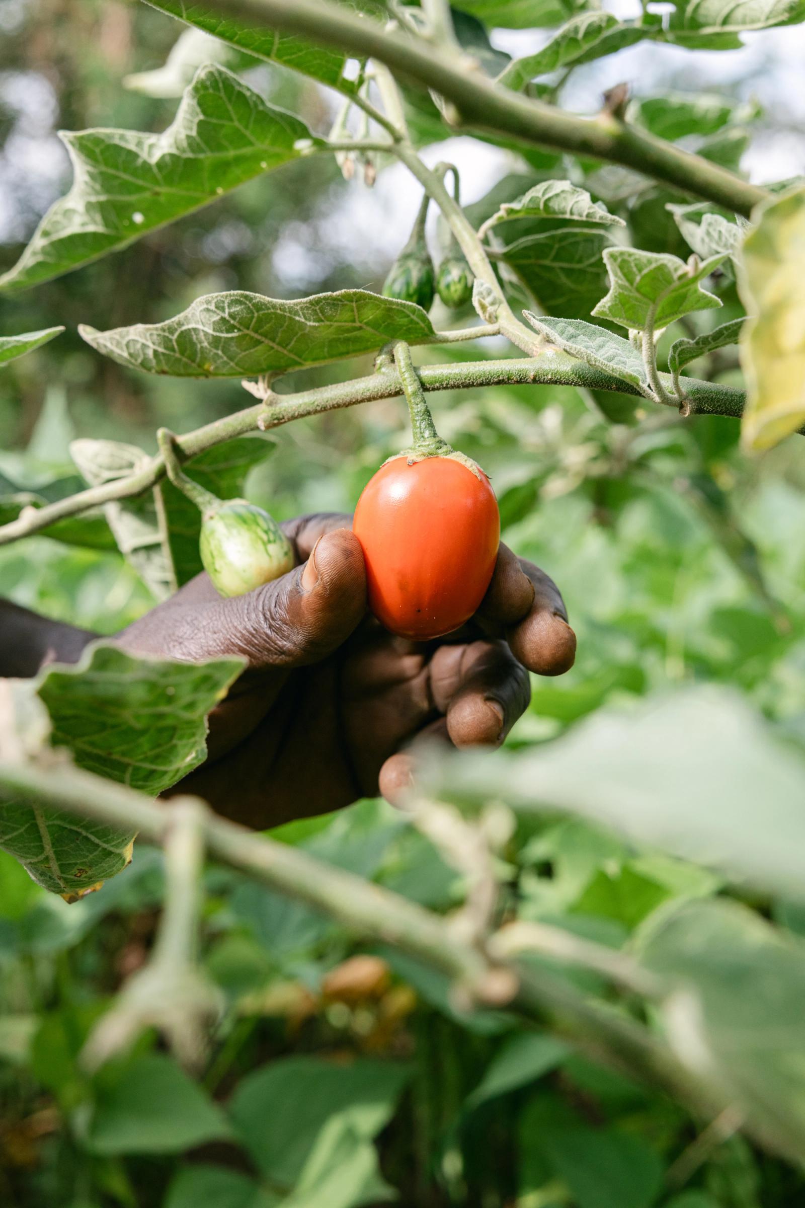 A hand holding a ripe tomato