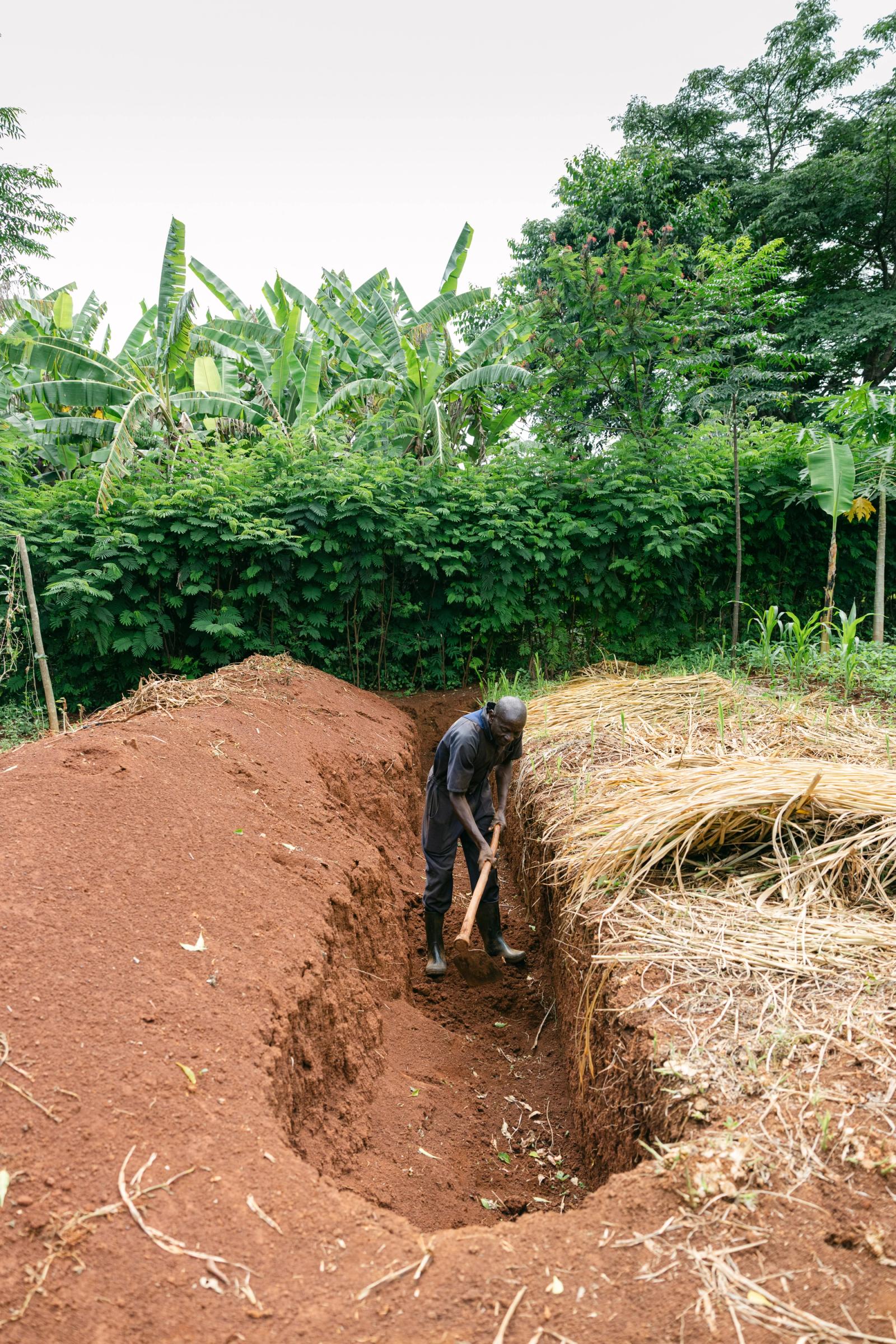 A farmer tending her papaya trees