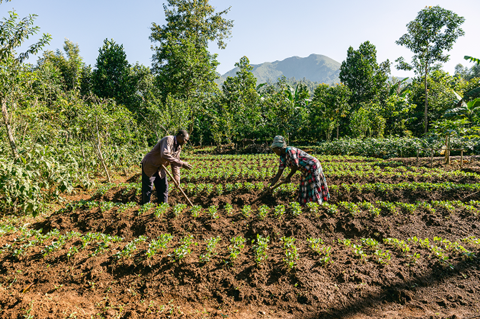 Two farmers tending neat rows of crops