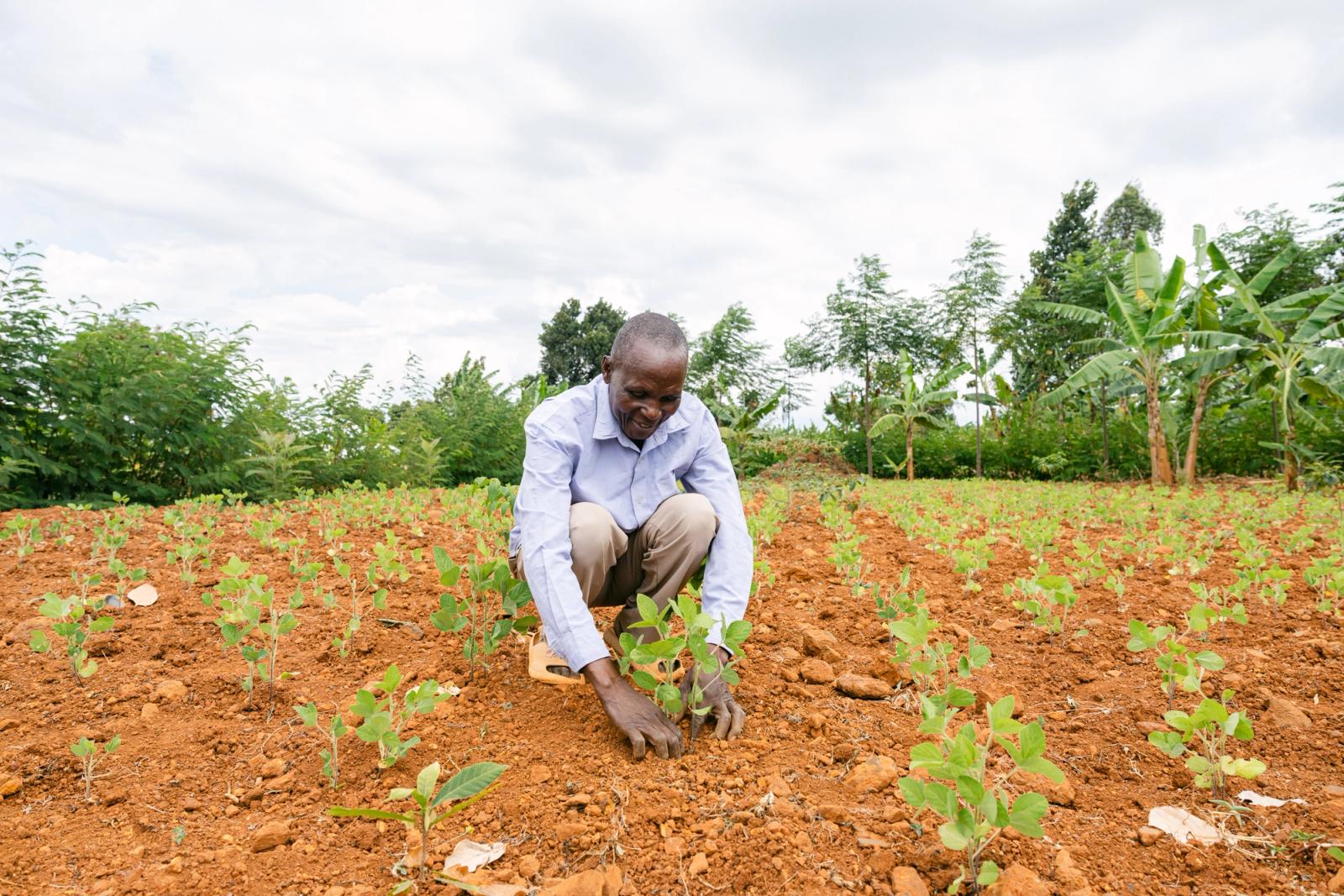 A farmer planting seedlings in a field in Uganda