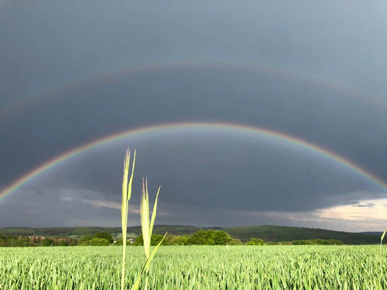 Regenbogen über einem Getreidefeld