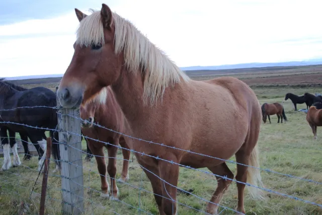 An Icelandic horse with a dark coat and light mane.