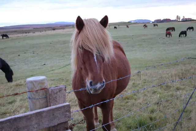 An Icelandic horse with a dark coat and light mane.