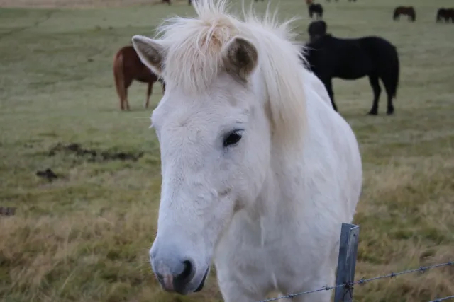 Icelandic Horse White