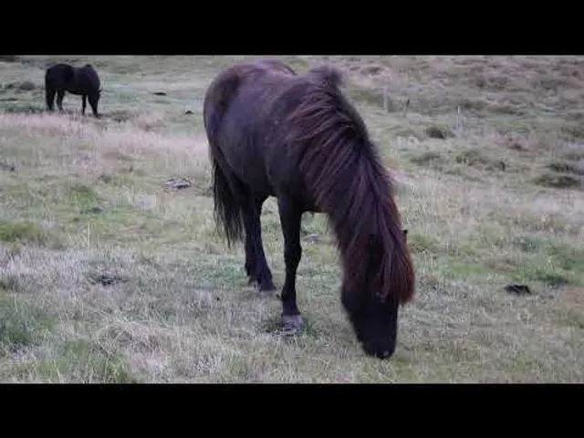 An Icelandic horse grazing in a field.