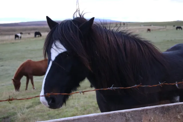 Icelandic Horse Black