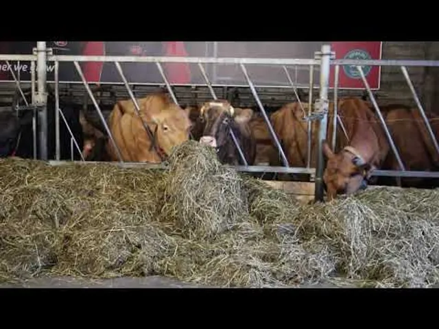 Cows eating hay in Alfred’s short Efstidalur farm video.