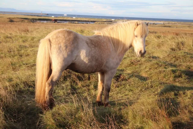 Icelandic White Horse
