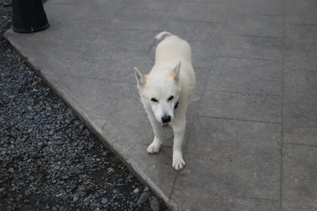 A small white dog beside the farm building.