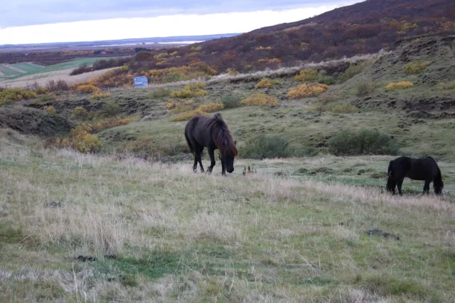 Horse Grazing