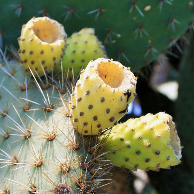 A closeup image of prickly pears