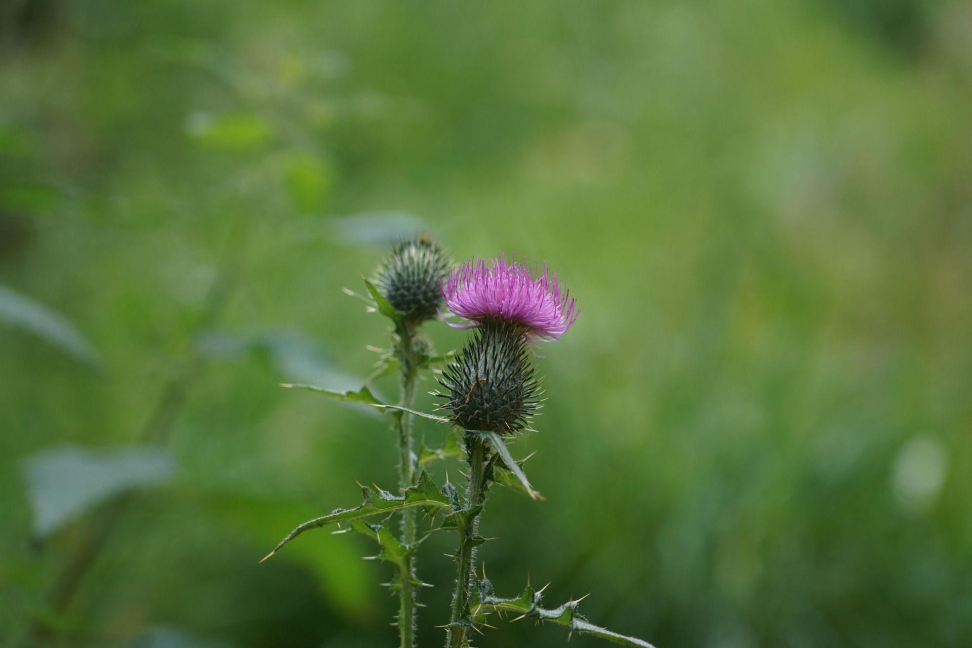 A photograph of a purple milk thistle head in the wild