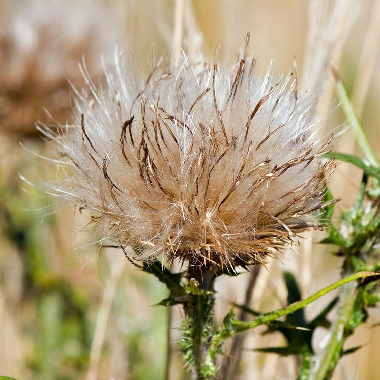 A closeup image of a Milk Thistle